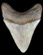 Fossil Megalodon Tooth - Georgia #45115-1